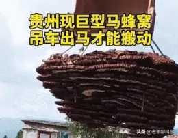 貴州驚現帶刺的“聚寶盆”，需吊車才能移走，馬蜂到底有多毒？