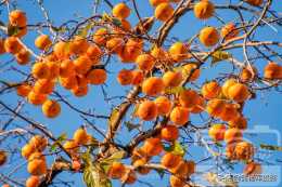 冬日陽光下家鄉的柿子樹，十二月滿樹橘黃色的柿子非常動人