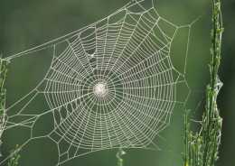 蜘蛛結網是什麼行為