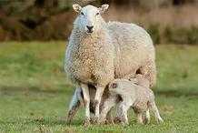 母羊早產是什麼原因造成的？這些方面不做好，母羊容易頻繁早產