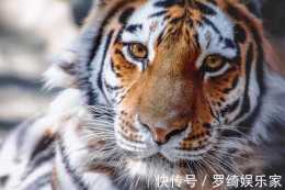 在獵物的眼中，老虎是什麼顏色的科學家和森林融為一體
