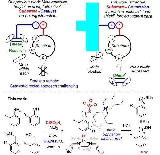 “大身位幫大忙”：芳烴對位選擇性C-H鍵硼化反應
