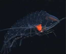 馬爾他海域現奇特生物，身體透明卻會發光，生長極快兩天就能成熟