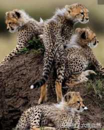 小獵豹練習爬樹有模有樣，誰說長大後獵豹不會爬樹？