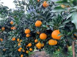 柑橘界網紅愛媛38上市了，卻“跌落神壇變白菜”