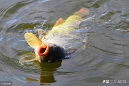 秋季魚類發病原因與防控措施