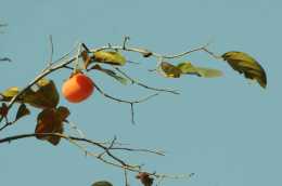歲時草木記⑳｜披著“小斗篷”的柿子 是秋季最甜蜜的祝福