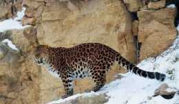 地球上最大的豹，野生總數不足100只，常和東北虎相較量