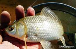 釣魚：春季釣鯽魚的成熟餌料配方趕緊儲存