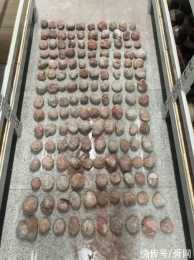 膽大!製毒犯一邊製毒一邊造假恐龍蛋，查獲541枚“真蛋”4枚“假蛋”