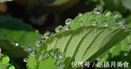 植物葉片上面冒出水珠，也許不是露水，而是植物的“吐水”！
