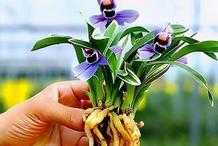 被譽為是“香花之王”的紫月荷，花色高貴，蘭香怡人，新手也能養