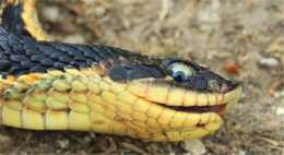 豬鼻蛇：毒蛇中的小可愛，白長了兩顆毒牙，遇到危險殺手鐧是裝死
