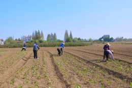 冬閒田裡農事忙——來自長江流域部分省份油菜耕種現場的報告