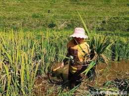 雲南鎮沅：4萬畝稻穀預計產量15608噸