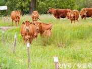 西沙東島發現的野牛群，已繁衍300多年，它們究竟是從哪兒來的？