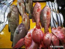 市場上少見的幾種海魚，味道獨具鮮美，讓準了再買，好吃不貴