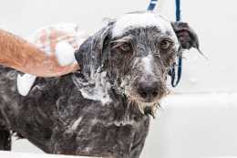 狗為什麼不愛洗澡，多久洗一次才合適？什麼情況下必須要給狗洗澡