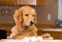 狗只能吃蛋黃不能吃蛋清？一篇文章告訴你雞蛋到底該怎麼喂