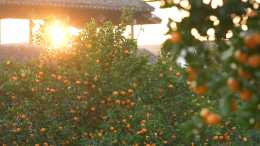 立冬 黃岩蜜橘本地早開摘上市