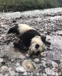 心疼！受暴雨襲擊 成都大邑縣一幼年大熊貓溺水死亡