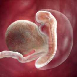 懷孕前三個月寶寶啥樣，每週B超圖告訴你胎兒發育情況，天然可愛