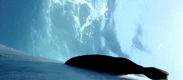 研究團隊首次在水下連續拍攝到鮣魚吸附在藍鯨上“衝浪”的畫面