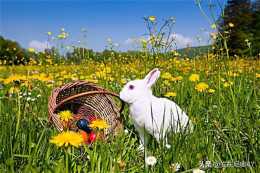 復活節的兔子為什麼那麼恐怖？