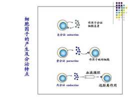 新型冠狀病毒46：細胞因子，S型、R型菌落，多糖