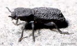 “惡魔鐵甲”的甲蟲被汽車碾過也能存活，科學家發現其奧妙所在