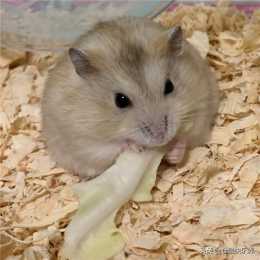 倉鼠愛吃白菜葉，飼主雖為鼠鼠體重擔心，但鼠鼠就是不鬆口
