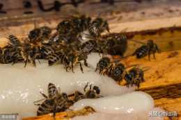 新手養蜂，飼餵蜜蜂，白糖和水的比例是多少？這2種情況比例不同