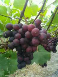 養護的葡萄盆栽開花很多，坐果率卻很低，怎樣提高葡萄坐果率