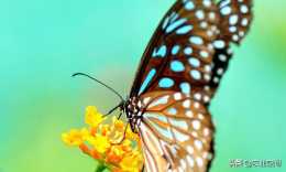 蝴蝶已成為工藝品和收藏品，具有較高的觀賞價值，蝴蝶的人工養殖
