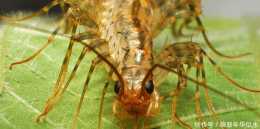 我們最常見的百足蟲是哪一種它有什麼危害