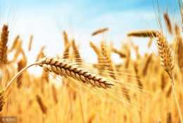 彩色小麥是不是轉基因小麥，和普通的小麥又有什麼區別