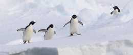 帝企鵝將在數十年內面臨嚴重滅絕風險？對話南極研究所生物學家