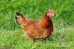 在農村裡，為什麼有“餓死不吃抱窩雞”的說法？抱窩雞很難吃嗎？