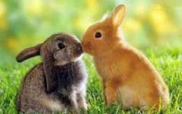 俗話說“兔子不吃窩邊草”，下一句才是精華，那就是“有草何必滿坡跑”！