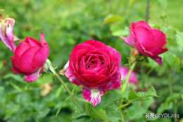 六月的薔薇花——近體詩