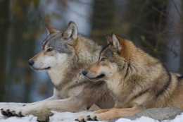 狼報恩：獵人進山救下受傷的母狼，危難時帶著狼崽用生命捍衛忠誠