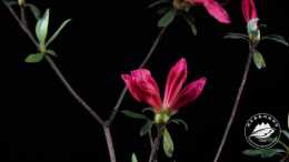 湖湘自然歷丨30秒，等一朵花開①杜鵑何以稱作“映山紅”