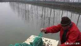 水產養殖！氣溫驟降，如何提高河蟹成活率，減少越冬期死亡率