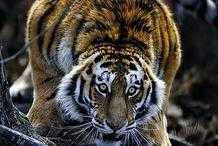 西伯利亞虎vs孟加拉虎，真正的貓科二弟是誰呢？