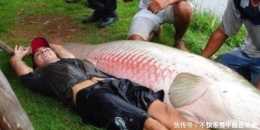 入侵中國的淡水魚，重量最高達600斤，來到中國卻成為“盤中餐”