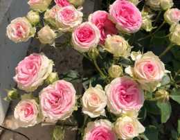 陽臺養一種花，四季都有花賞，花美似玫瑰，花量豐沛，養護也容易