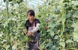 上蔡縣大蘇村:小豆角種出致富的新希望