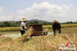 中國雜交水稻技術為提高奈及利亞稻米產量做出貢獻