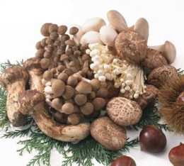 不同種類的菌菇分別適合哪種方法烹飪