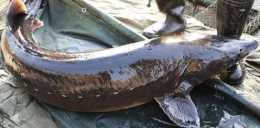 68條魚600萬，鴨綠江鱘鰉魚為什麼這麼貴